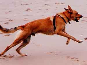 Me running on the yellow soil